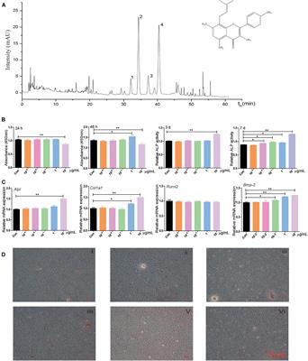 miR-27a-5p—Abundant Small Extracellular Vesicles Derived From Epimedium-Preconditioned Bone Mesenchymal Stem Cells Stimulate Osteogenesis by Targeting Atg4B-Mediated Autophagy